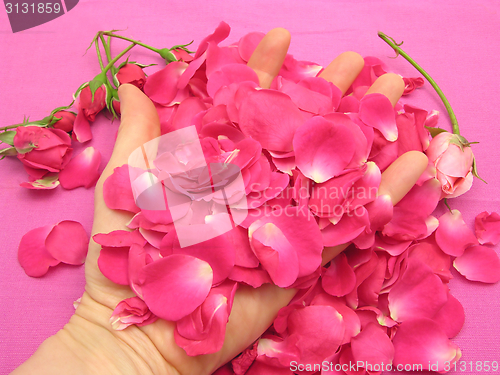 Image of Pink rose buds and petals in open hand on pink linen background