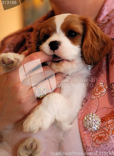 Image of Cavalier King Charles Puppy