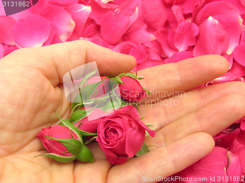 Image of Pink rose buds in an open hand on background with petals