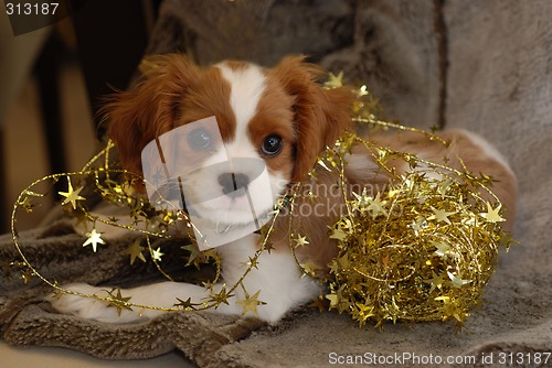 Image of Christmas Spaniel