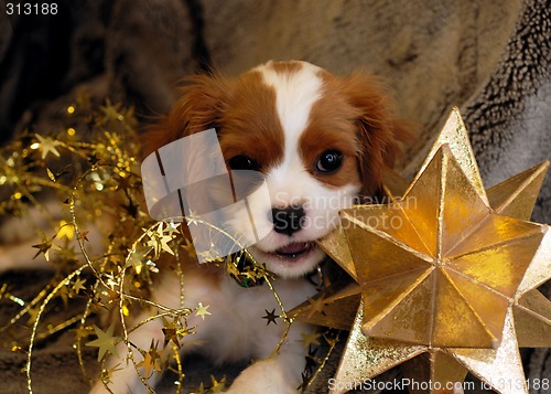 Image of Christmas Puppy