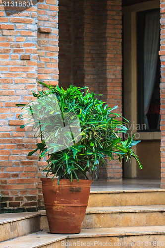 Image of Potted plants on a front porch