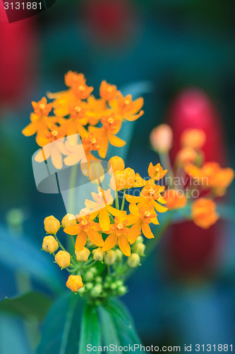 Image of summer background with beautiful yellow flowers