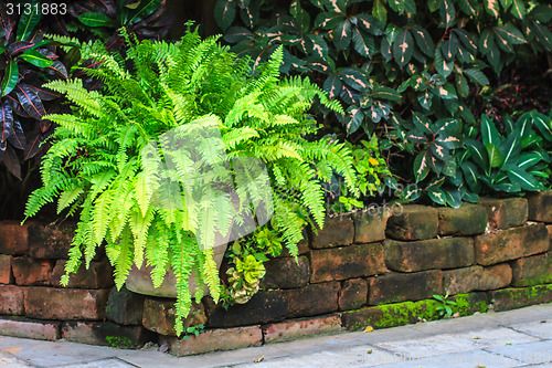 Image of  green fern in garden