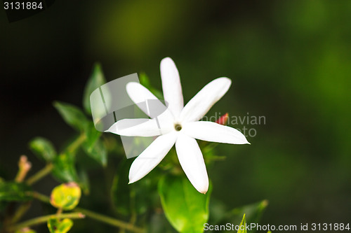 Image of Jasmine or Arabian Jasmine in garden