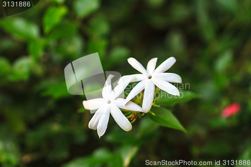 Image of Jasmine or Arabian Jasmine in garden