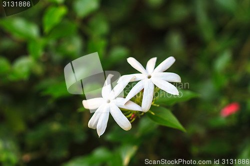 Image of Jasmine or Arabian Jasmine in garden