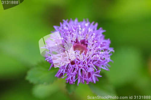 Image of violet flower 
