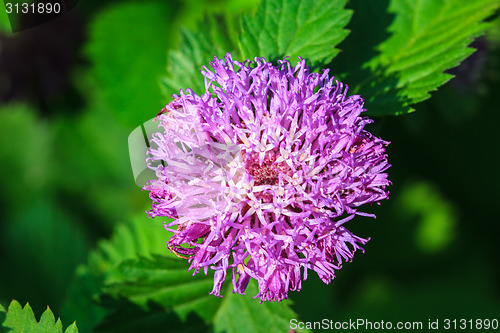 Image of violet flower 