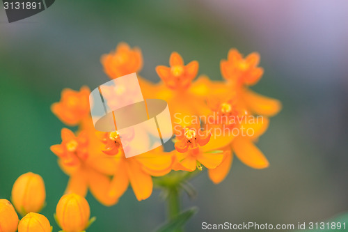 Image of summer background with beautiful yellow flowers