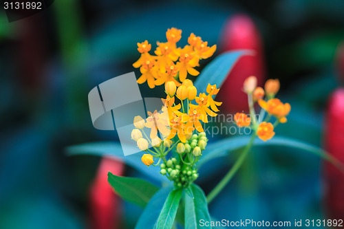 Image of summer background with beautiful yellow flowers