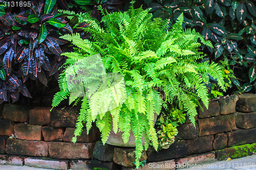 Image of  green fern in garden