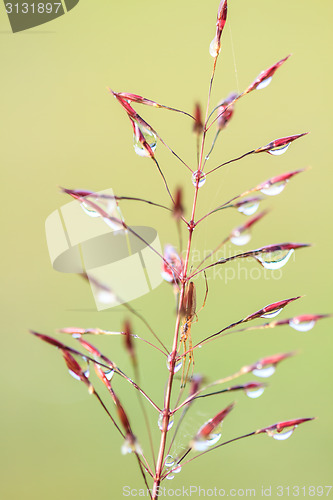 Image of water drops on the green grass 