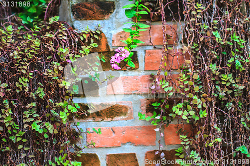 Image of Green  Plant growing on a brick wall 