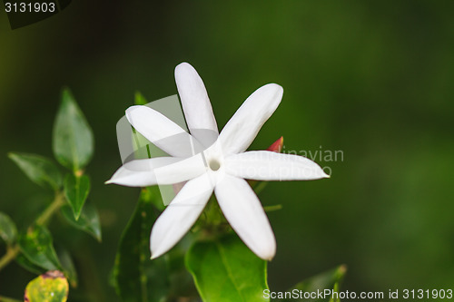 Image of Jasmine or Arabian Jasmine in garden