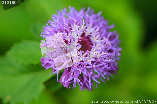 Image of violet flower 