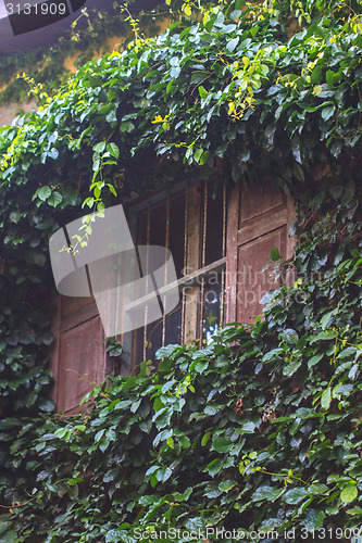 Image of Green Plant growing on the window