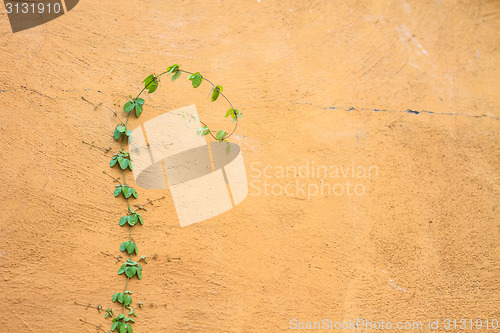 Image of Green  Plant growing on a brick wall 