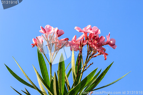 Image of flowers on brue sky background