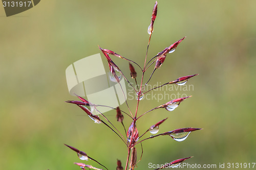 Image of water drops on the green grass 