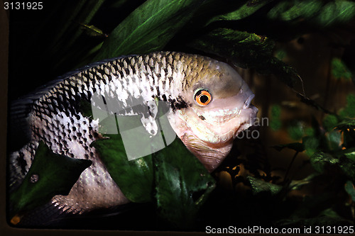 Image of Male Flag Cichlid . Mesonauta festivus