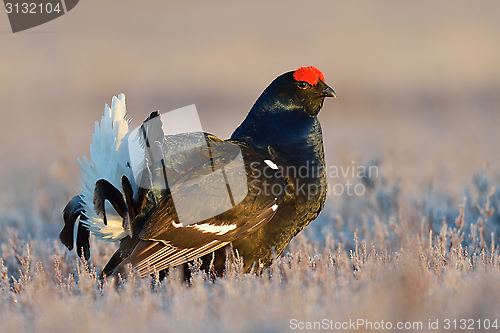 Image of Black grouse at sunrise