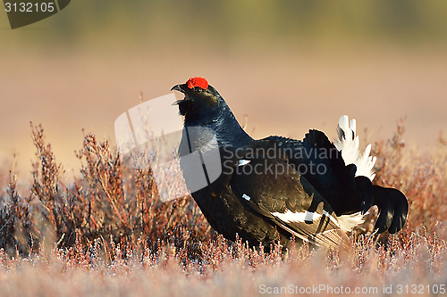 Image of Black grouse calling