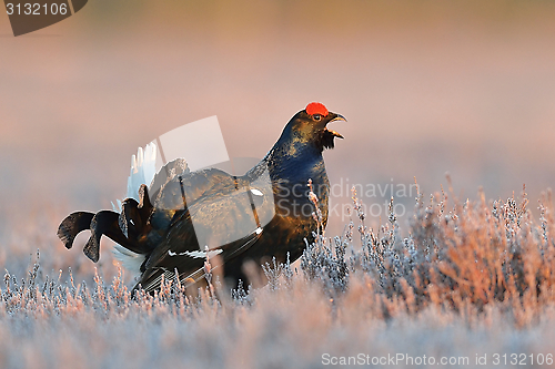 Image of Black grouse shouting