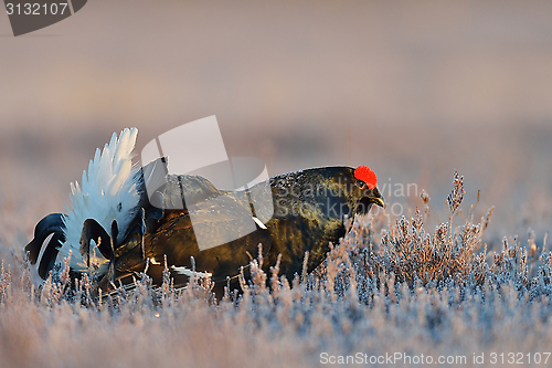 Image of Black grouse lek