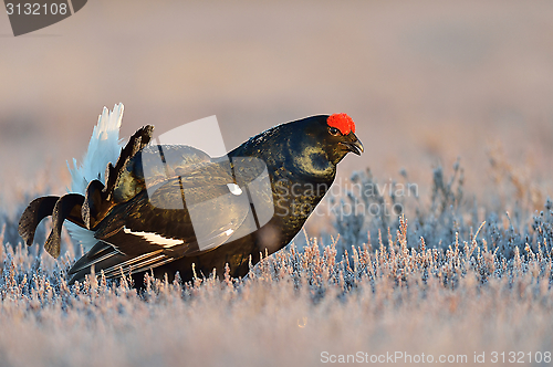 Image of Black grouse lek