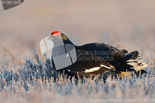 Image of Black grouse in the bog