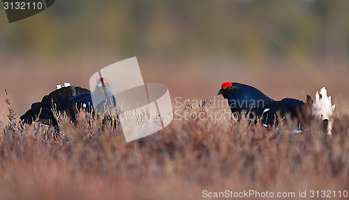 Image of Black grouses in the bog