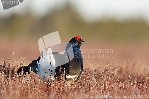 Image of Black grouse in the bog