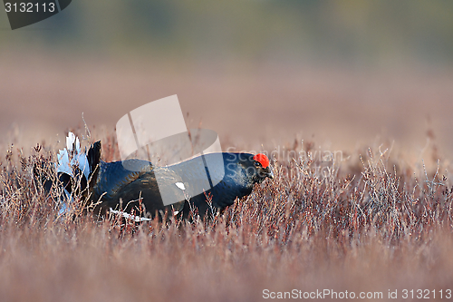 Image of Black grouse lek in the bog