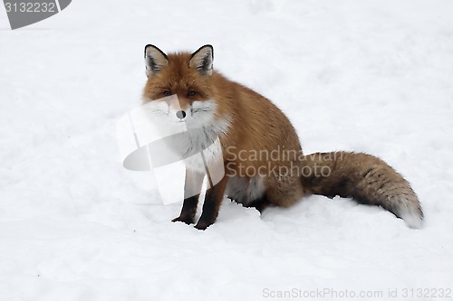 Image of red fox in snow