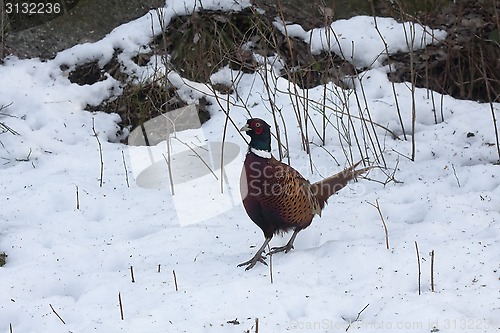 Image of pheasant