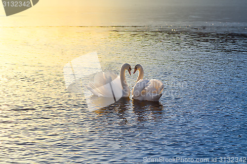 Image of two swans forming a heart