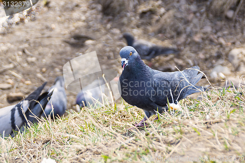 Image of Pigeon shows its tongue 