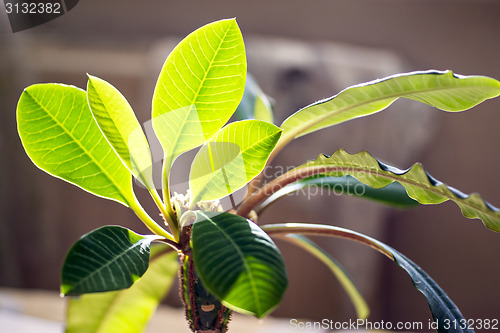 Image of Home green plant in sun light 