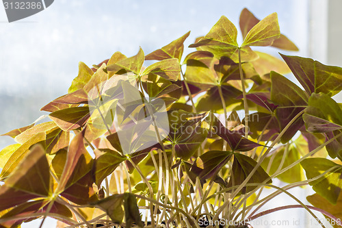 Image of Leaves of purple oxalis in spring 