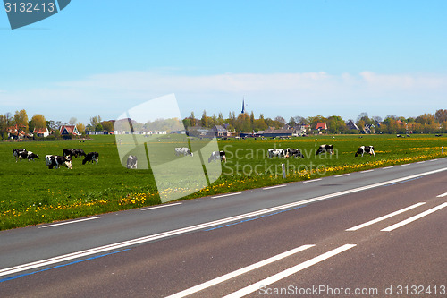 Image of Typical dutch landscape with cows farmland and a farm house