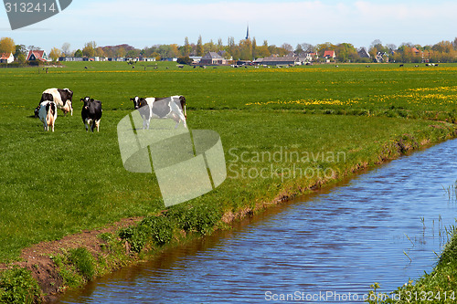 Image of Typical dutch landscape with cows farmland and a farm house