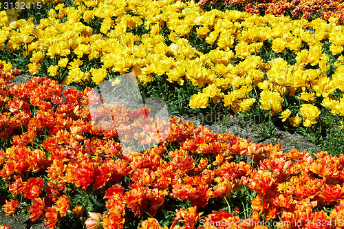 Image of Field full of red and yellow tulips in bloom 