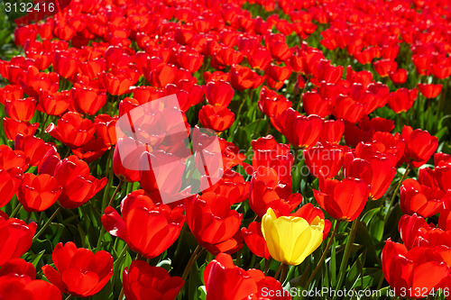 Image of background of One yellow tulip among red ones