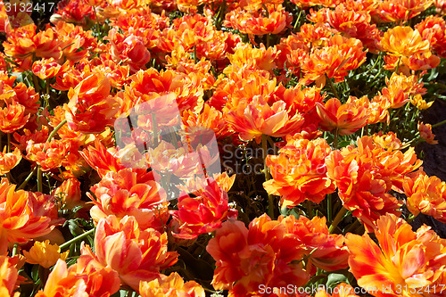 Image of Field full of orange tulips in bloom 