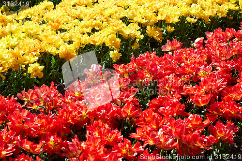 Image of background of tulips field different colors in Holland