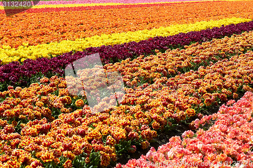 Image of background of tulips field different colors in Holland