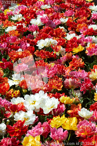 Image of background of tulips field different colors in Holland