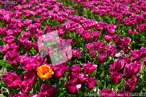 Image of One yellow orange tulip among violet ones