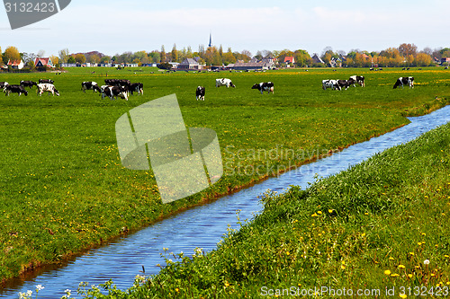 Image of Typical dutch landscape with cows farmland and a farm house